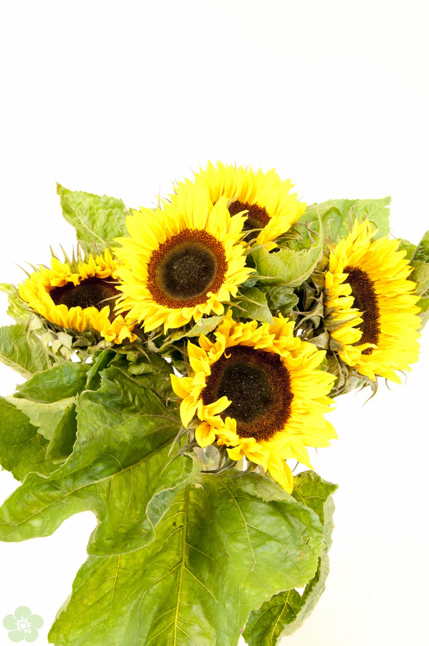 gips geluk Prijs Lees alles over de zonnebloemen, herkomst, verkrijgbaarheid
