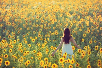 De zonnebloem, bloem van de zomer