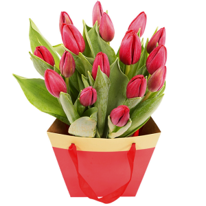 Rode tulpen
Compleet in tasje