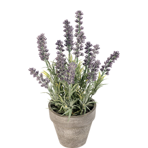 Lavendel in pot
↕ 26cm x  Ø 6-10cm
