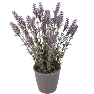 XL Lavendel in pot
↕ 48cm x  Ø 10-15cm