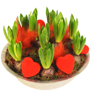 Valentijn hyacinten schaal
❤️schaal van de liefde❤️